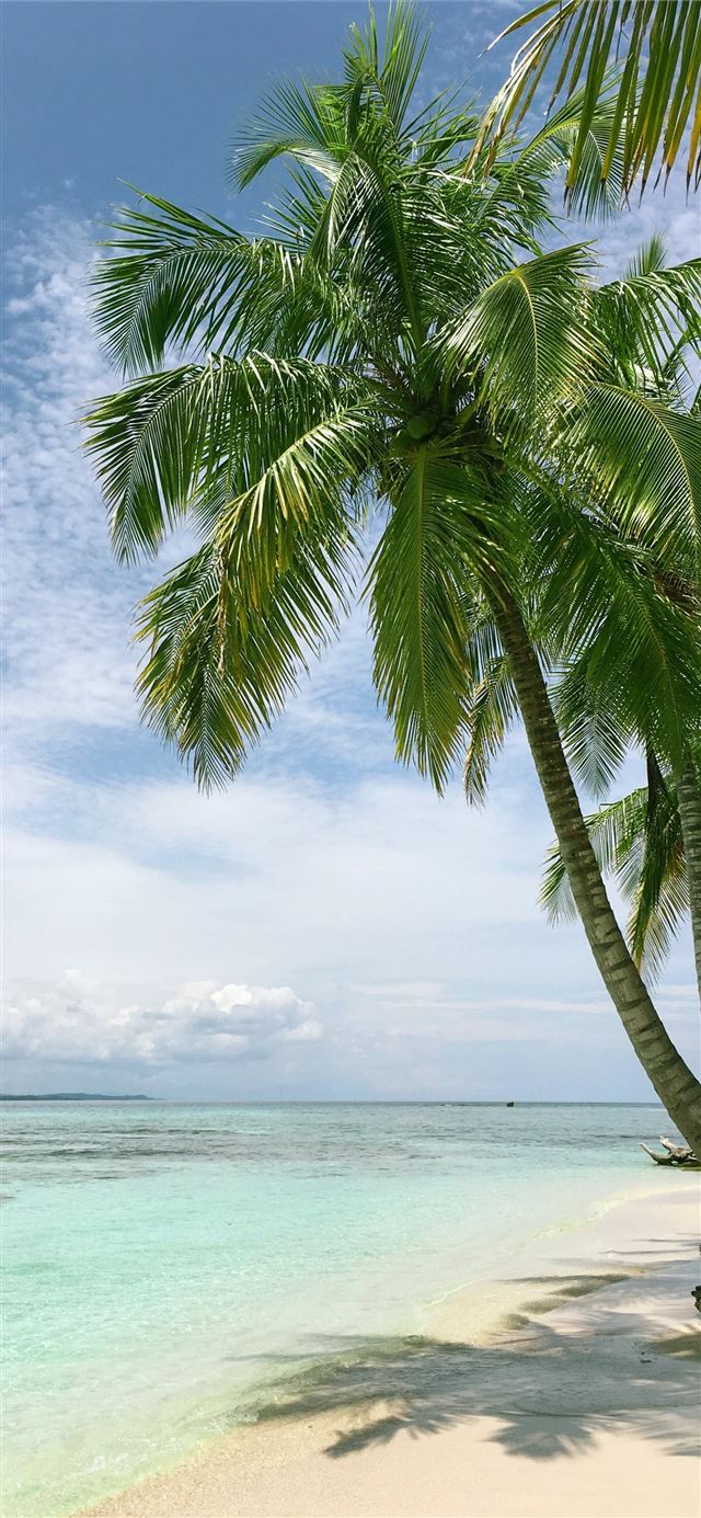 1125x2436 palm tree near seashore - palm tree iPhone 11 Wallpaper