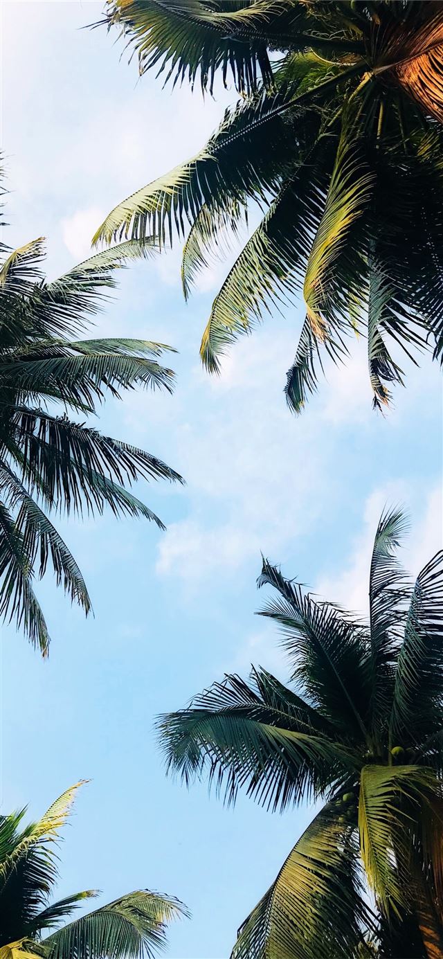 1125x2436 low angle photography of palm trees -  iPhone 11 Wallpaper