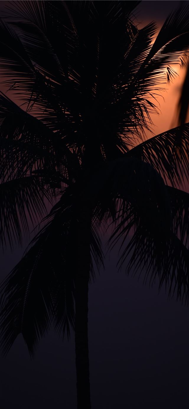 1125x2436 palm tree under blue sky during daytime - palm tree iPhone 11 Wallpaper