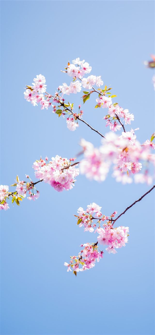 1125x2436 pink flowers tree - flower iPhone 11 Wallpaper