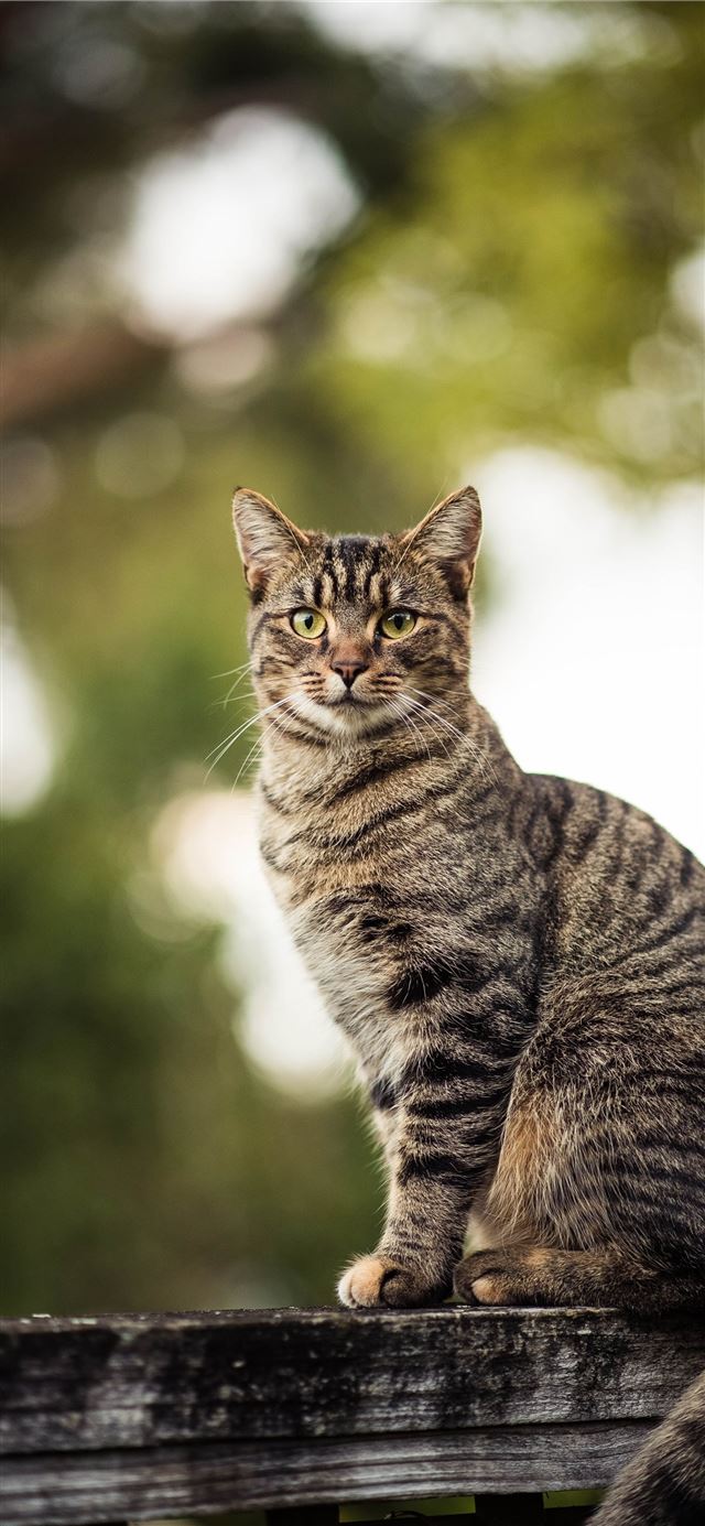 1125x2436 brown tabby cat on wooden beam - abstract iPhone 11 Wallpaper