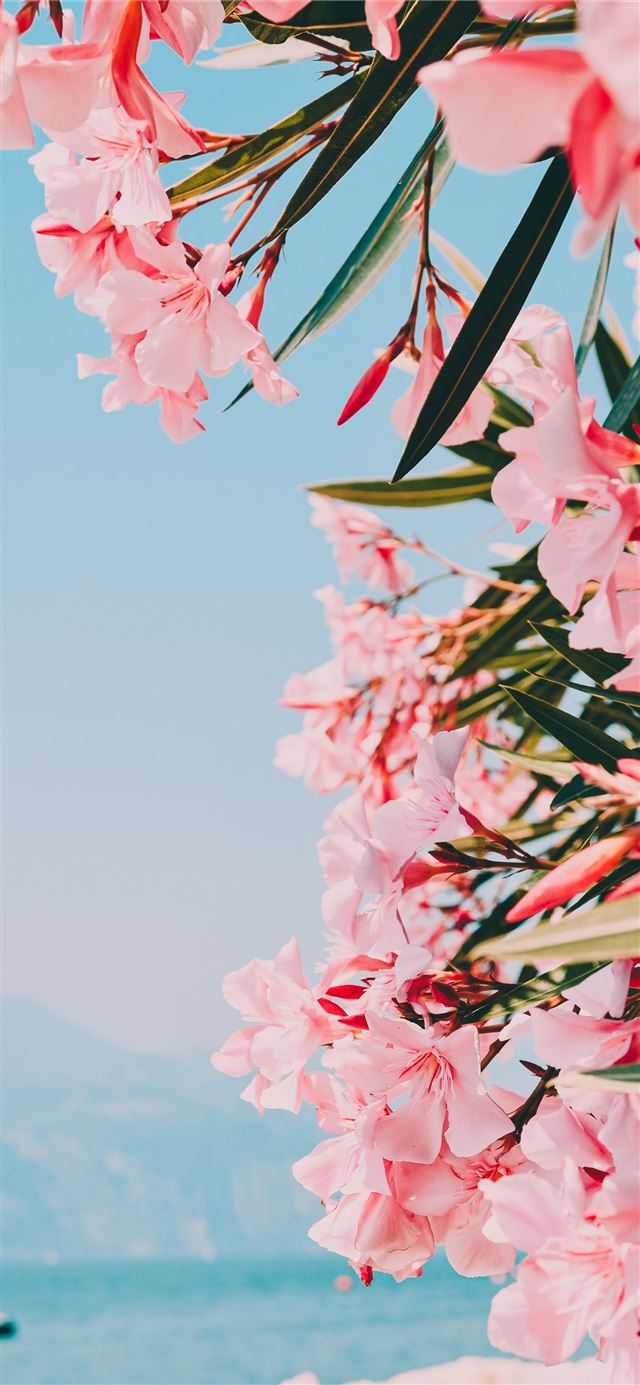 1125x2436 pink and white petaled flowers -  iPhone 11 Wallpaper