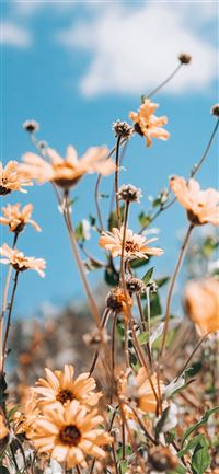 beige petaled flower wallpaper