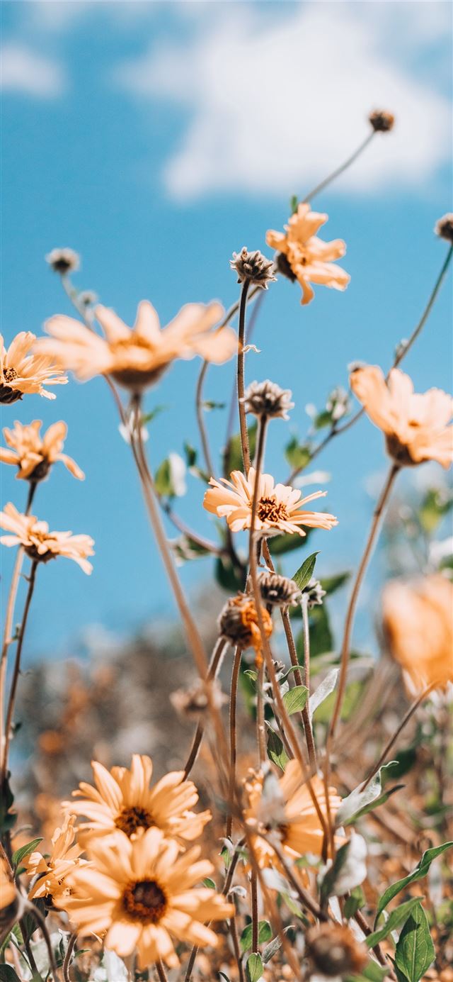 1125x2436 beige petaled flower -  iPhone 11 Wallpaper