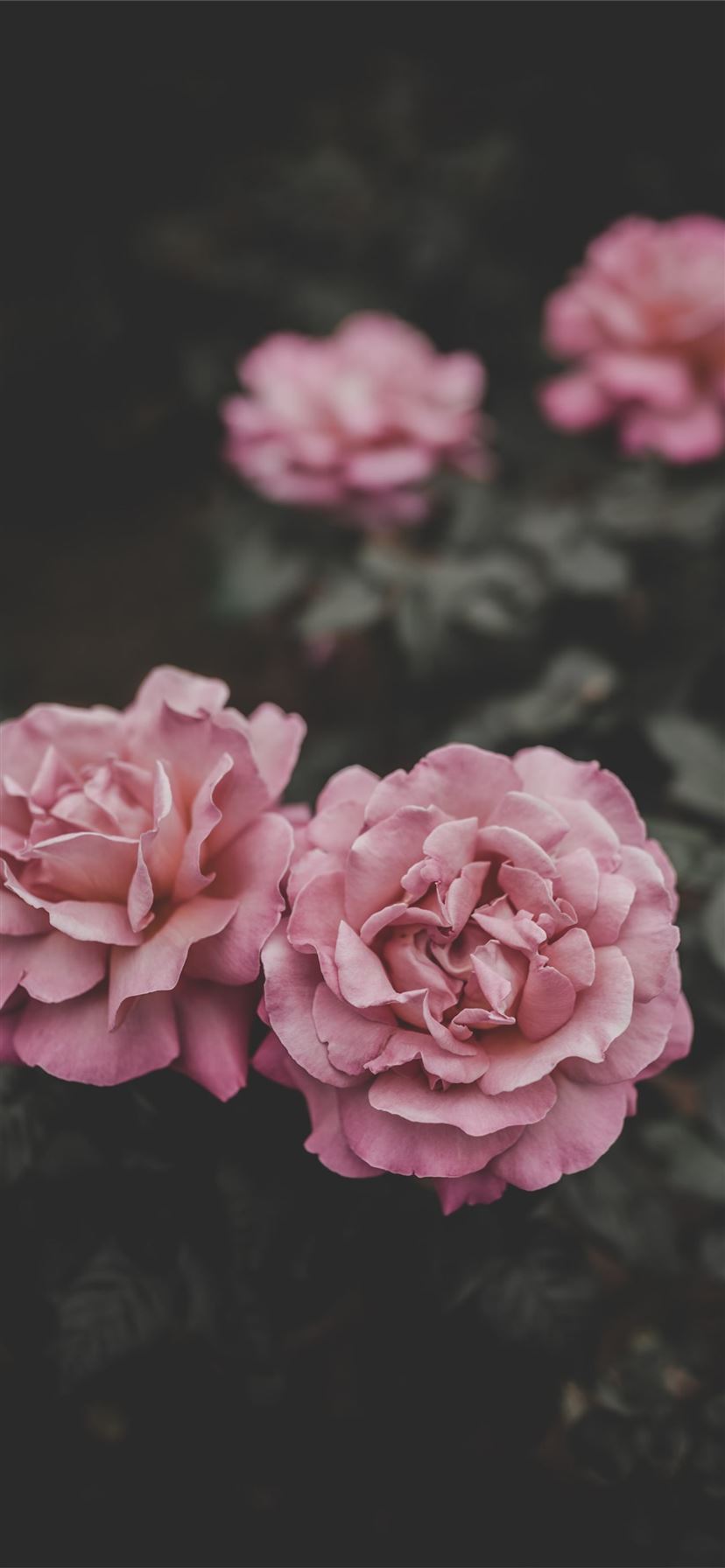selective focus of two pink petaled flowers iPhone 11 wallpaper 