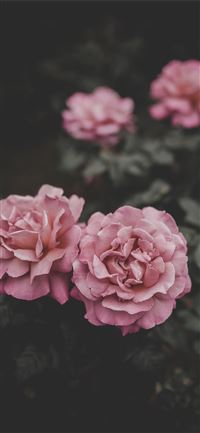 selective focus of two pink petaled flowers wallpaper