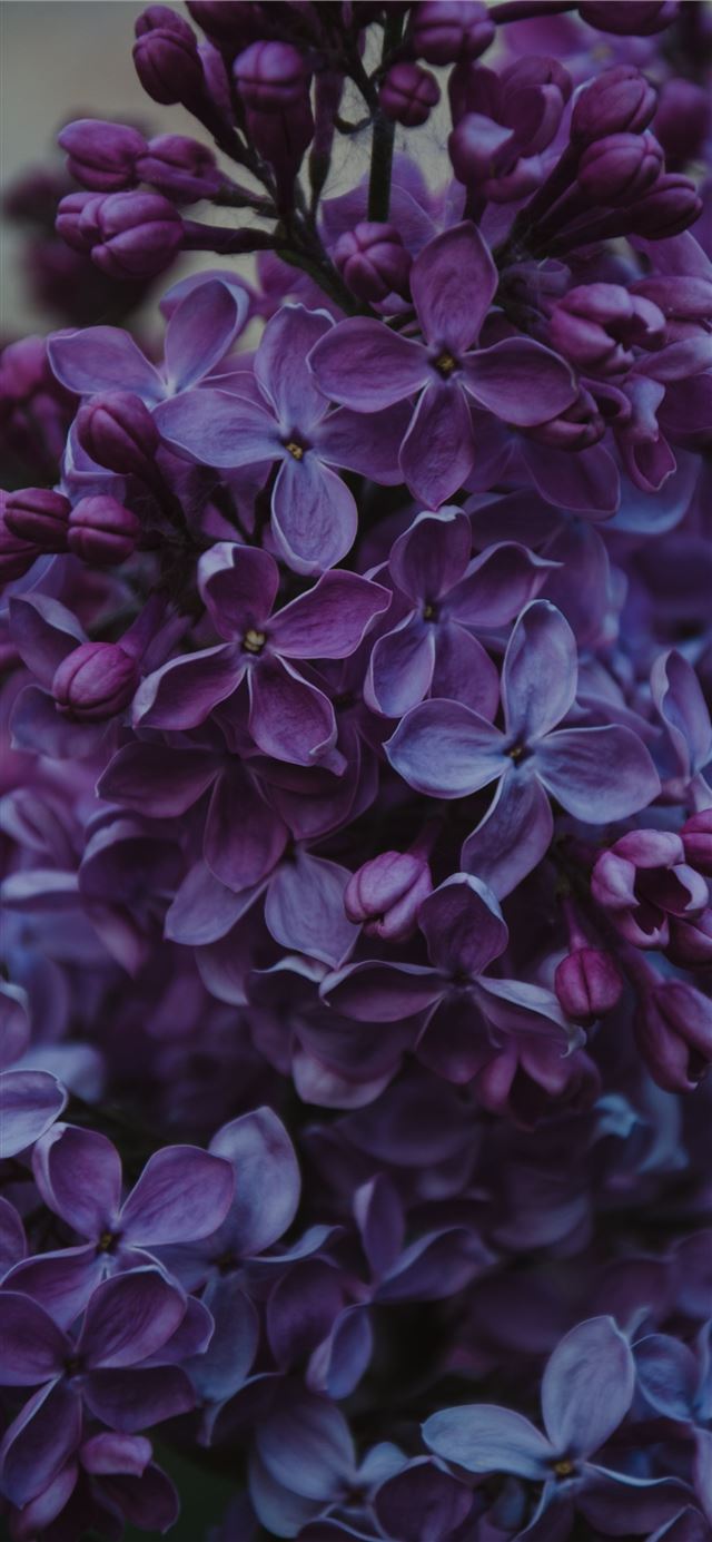 1125x2436 shallow focus photo of blue flowers - purple iPhone 11 Wallpaper