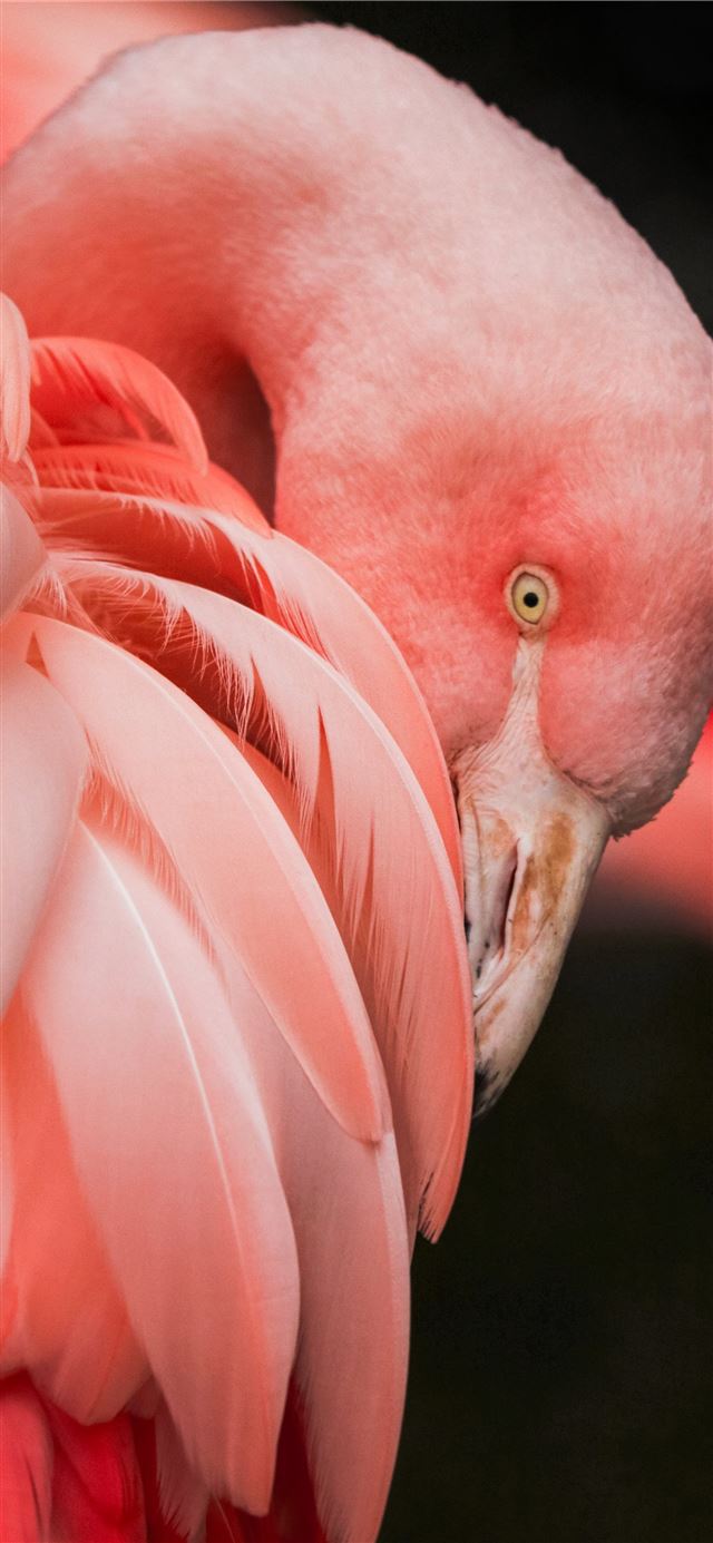 1125x2436 close up photography of a pink bird - pink iPhone 11 Wallpaper