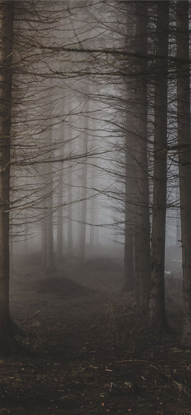 1125x2436 trees surrounded with fogs - serbia iPhone 11 Wallpaper
