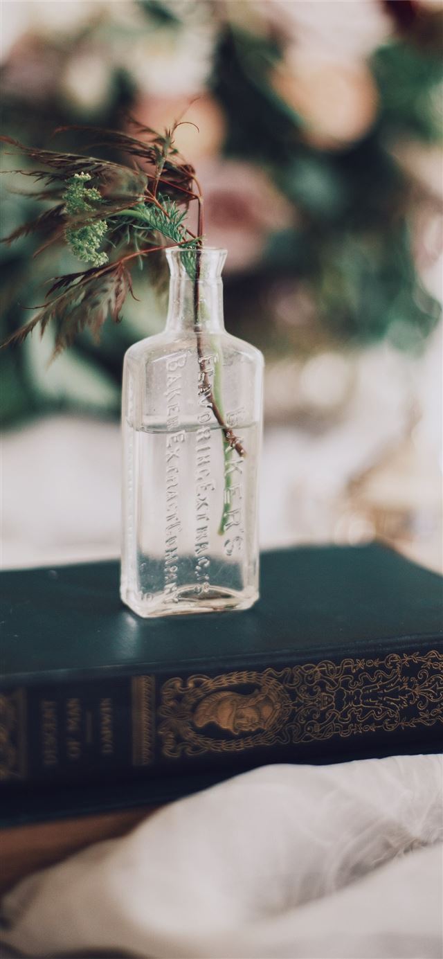 1125x2436 selective focus photography of green leafed plant ... - vintage iPhone 11 Wallpaper
