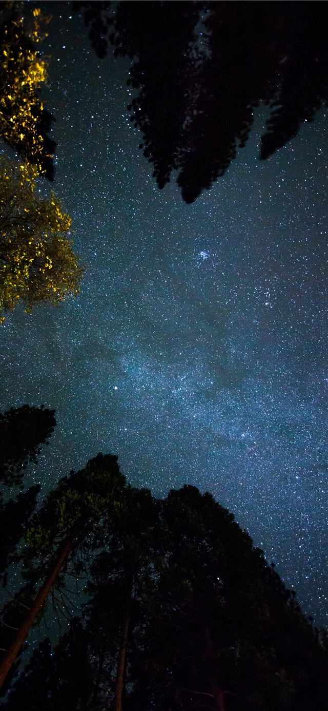 1125x2436 bottom view shot of trees under starry sky - star iPhone 11 Wallpaper