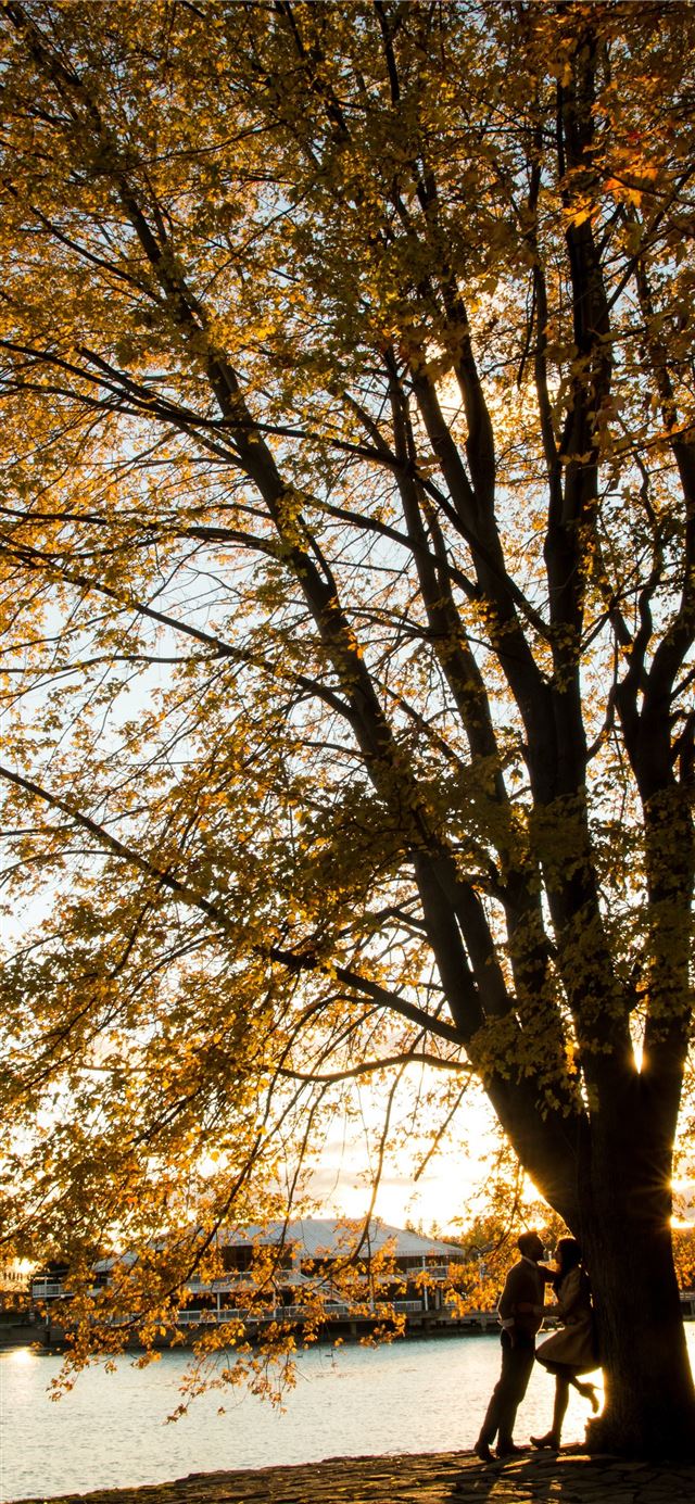 1125x2436 couple under brown tree during sunset - ottawa iPhone 11 Wallpaper