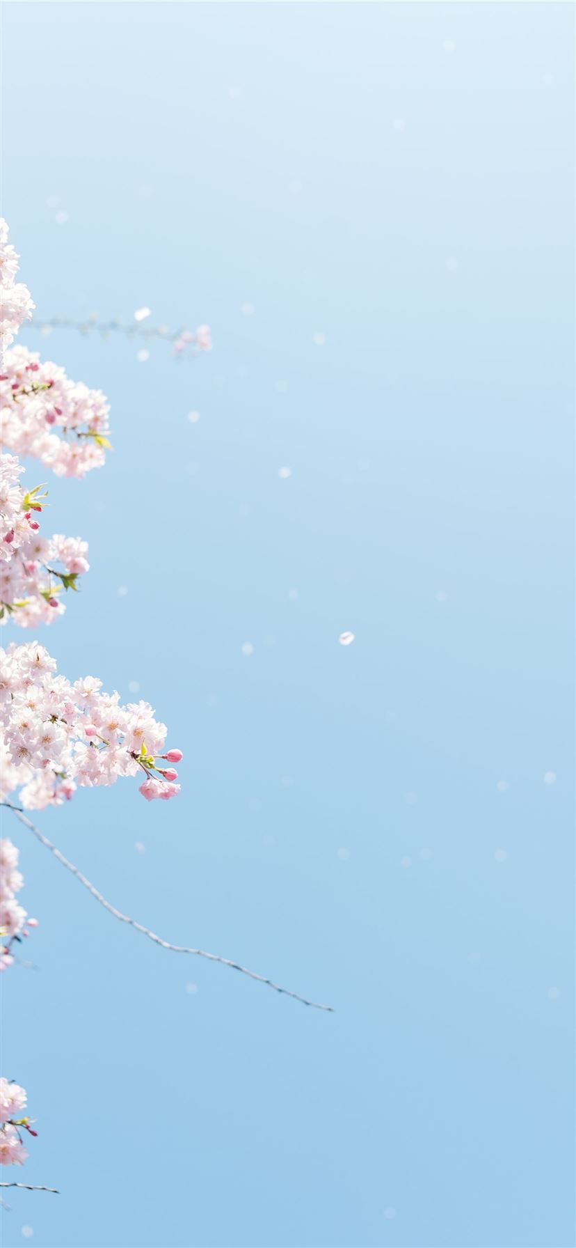 cherry blossom under blue sky iPhone 11 wallpaper 
