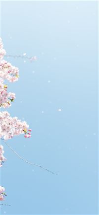 cherry blossom under blue sky wallpaper