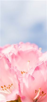 pink flower iPhone 11 wallpaper