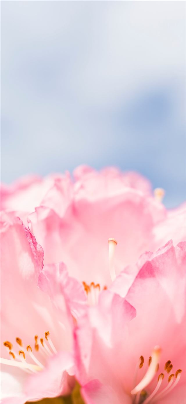 1125x2436 pink flower - macro iPhone 11 Wallpaper
