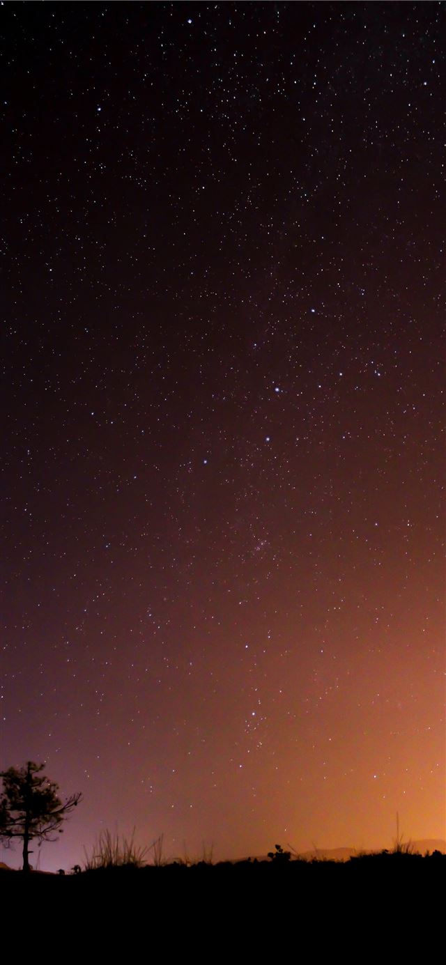 1125x2436 silhouette photo of tree and grass during night ti... - star iPhone 11 Wallpaper
