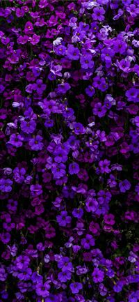purple petaled flower iPhone 11 wallpaper