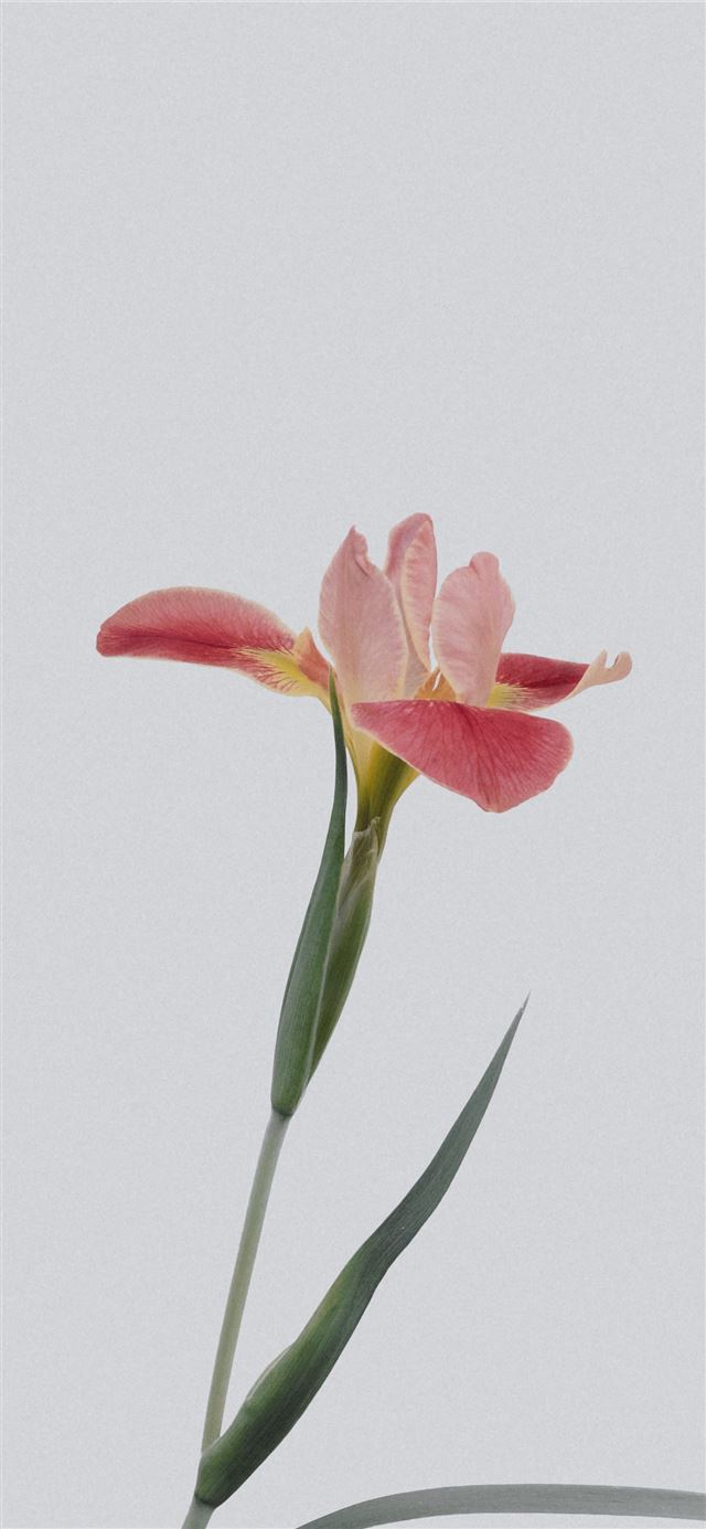 1125x2436 pink petaled flower - flower iPhone 11 Wallpaper