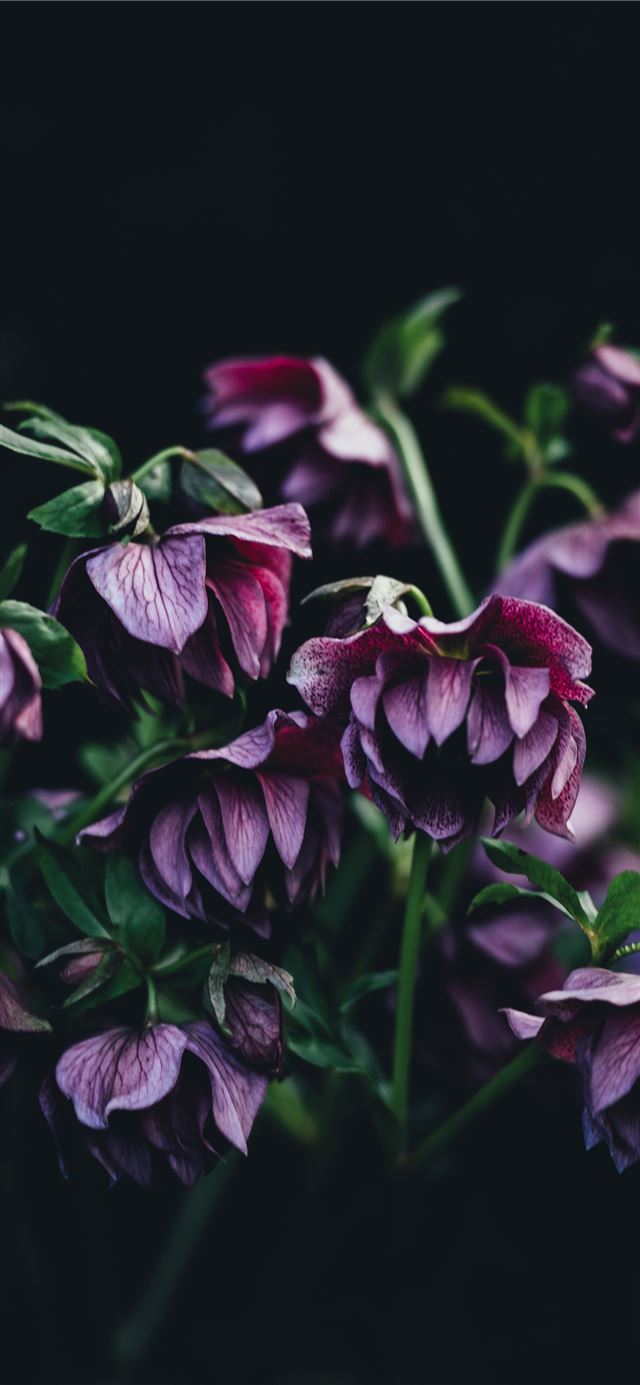 1125x2436 shallow focus photography of purple flower - dark (black) iPhone 11 Wallpaper