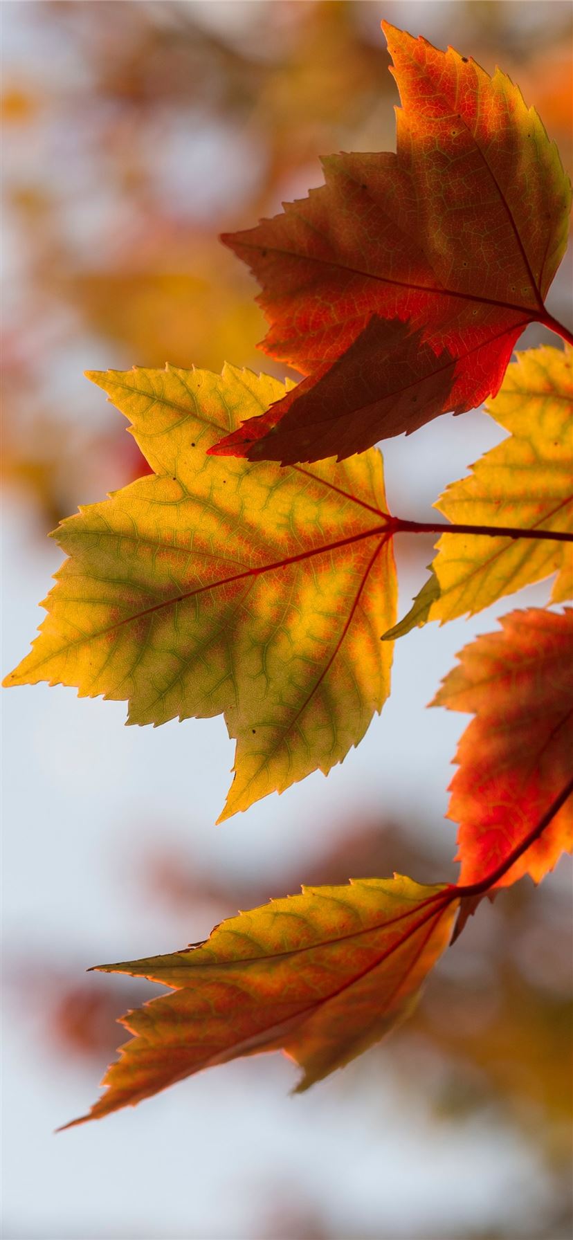 selective focus photography of orange leaves iPhone 11 wallpaper 