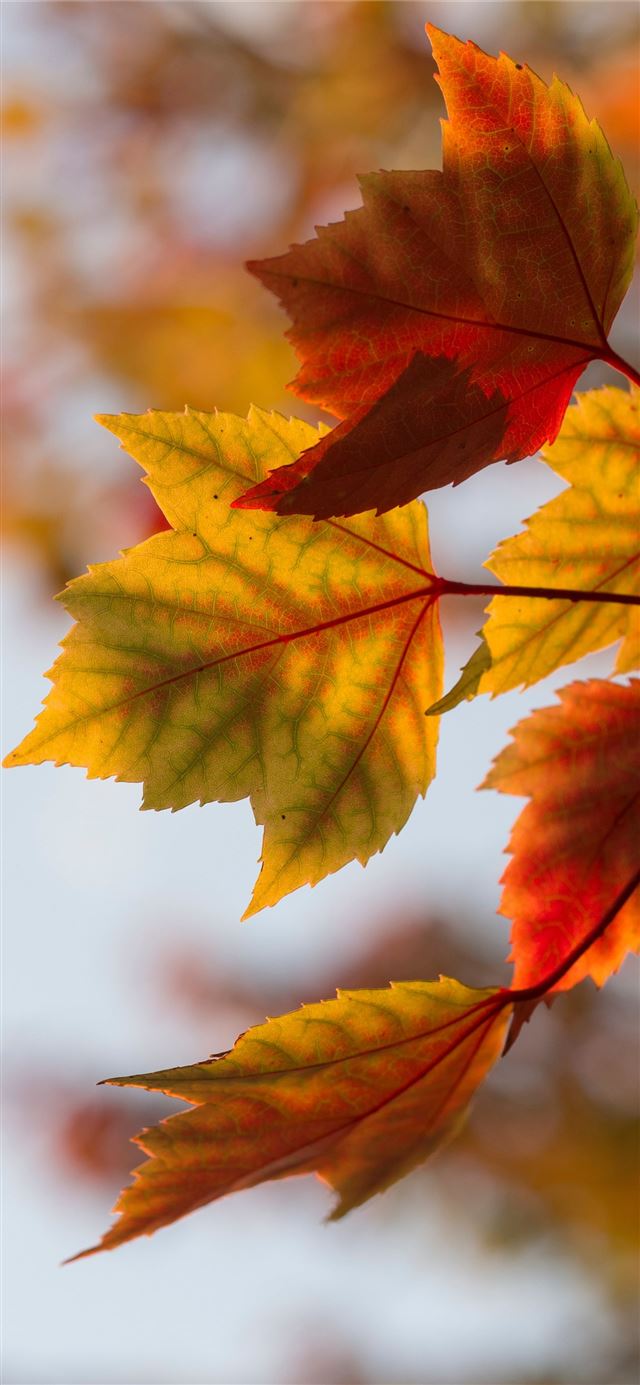 1125x2436 selective focus photography of orange leaves - leaf iPhone 11 Wallpaper