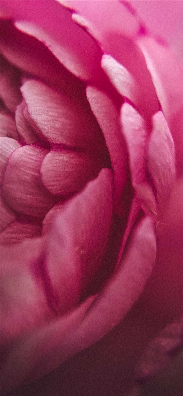 1125x2436 person showing purple flower petals - macro iPhone 11 Wallpaper