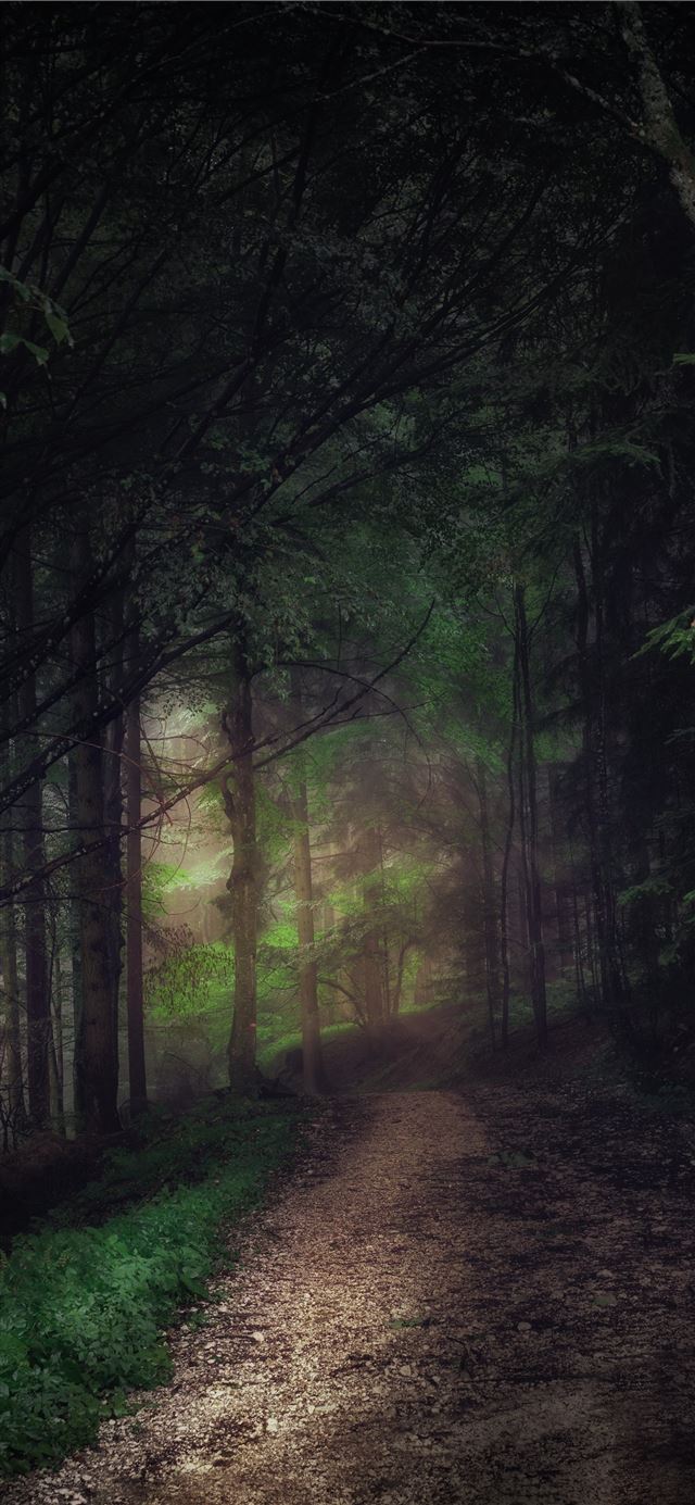 1125x2436 tall green tree painting - beautiful iPhone 11 Wallpaper