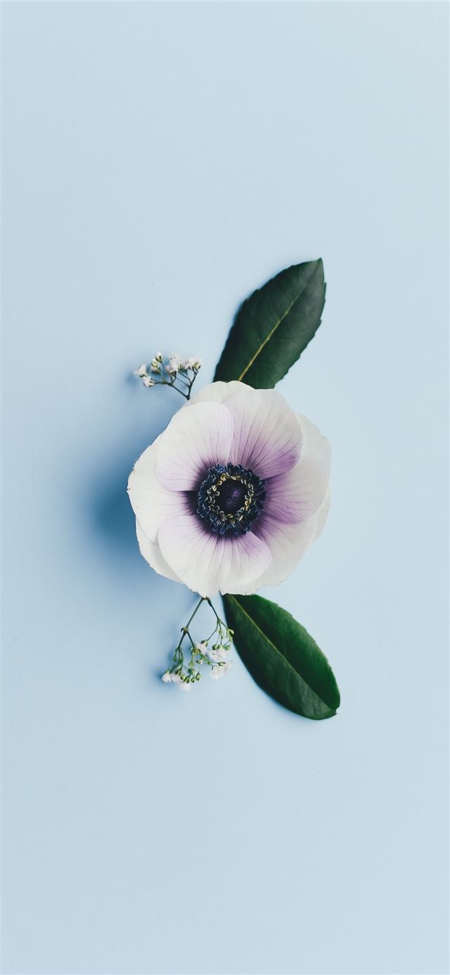 1125x2436 white petaled flower -  iPhone 11 Wallpaper