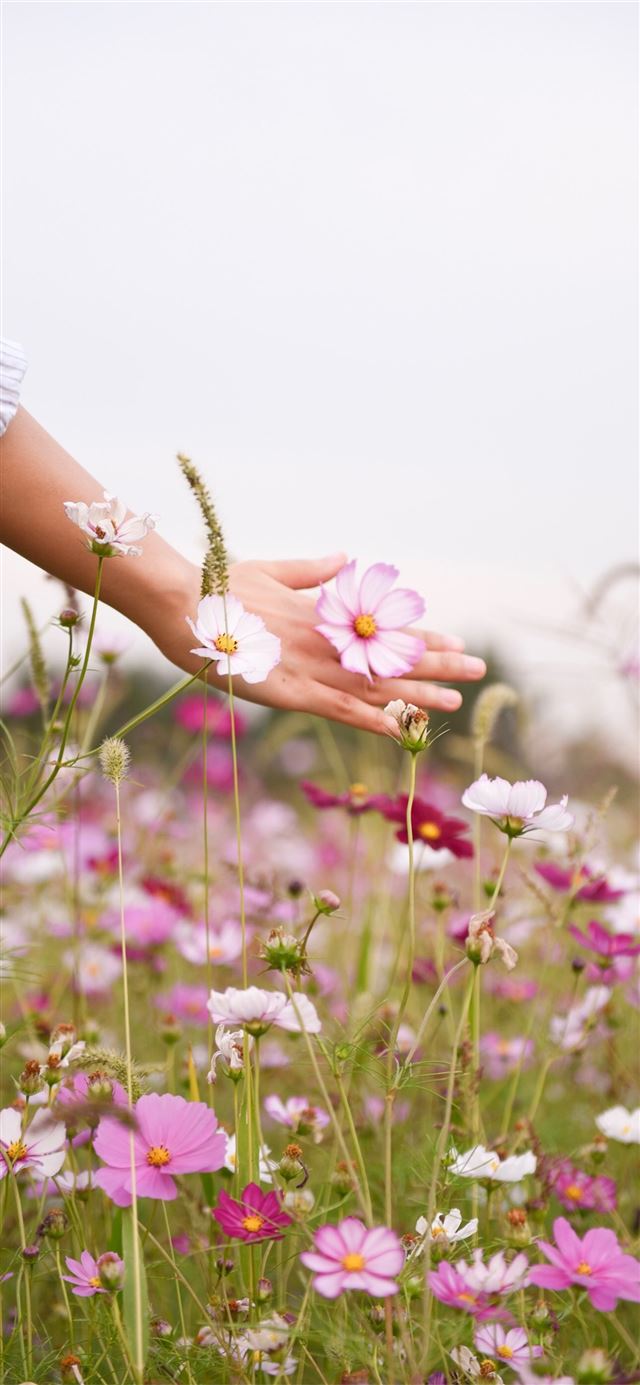 1125x2436 woman holding pink petaled flower -  iPhone 11 Wallpaper