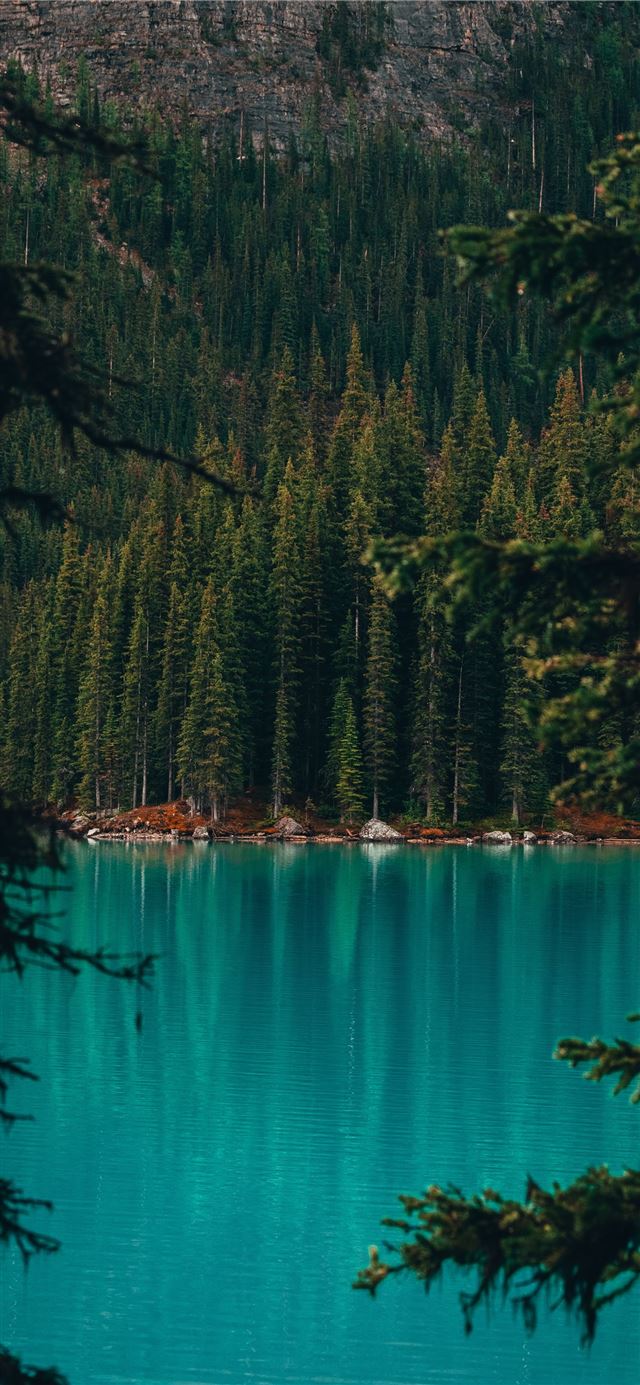 1125x2436 trees near body of water -  iPhone 11 Wallpaper