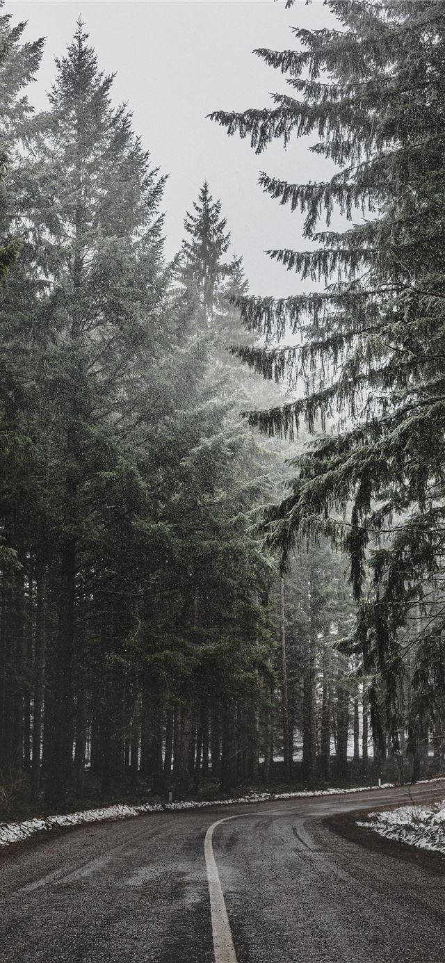 1125x2436 pine trees beside asphalt road -  iPhone 11 Wallpaper