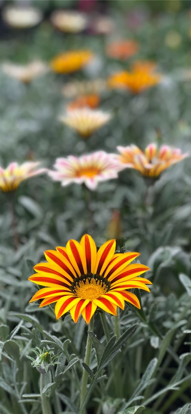 1125x2436 yellow petaled flower -  iPhone 11 Wallpaper