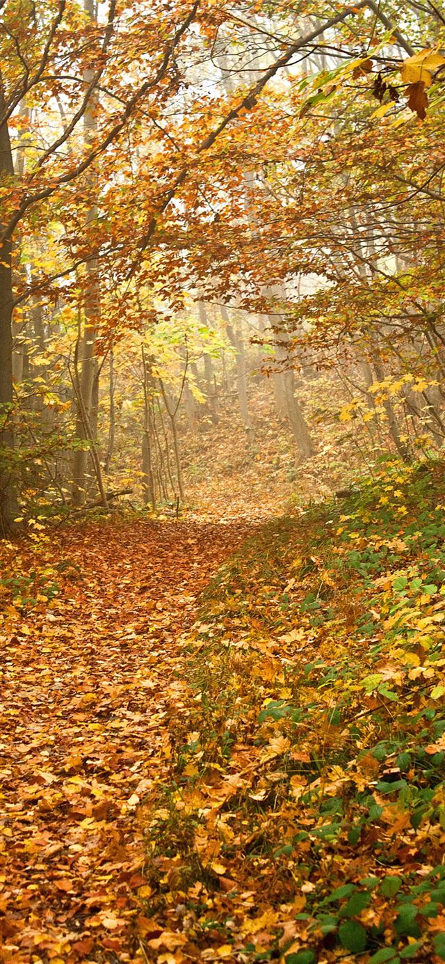 1284x2778 autumn leafed trees -  iPhone 11 Wallpaper
