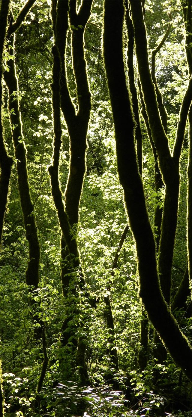 1125x2436 tree lot -  iPhone 11 Wallpaper