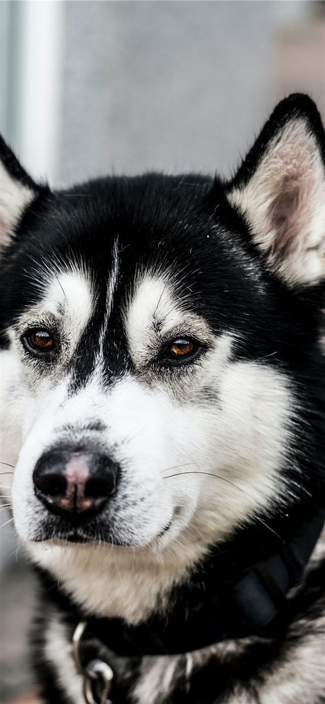 1284x2778 close up photo of black and white Siberian husky d... -  iPhone 11 Wallpaper