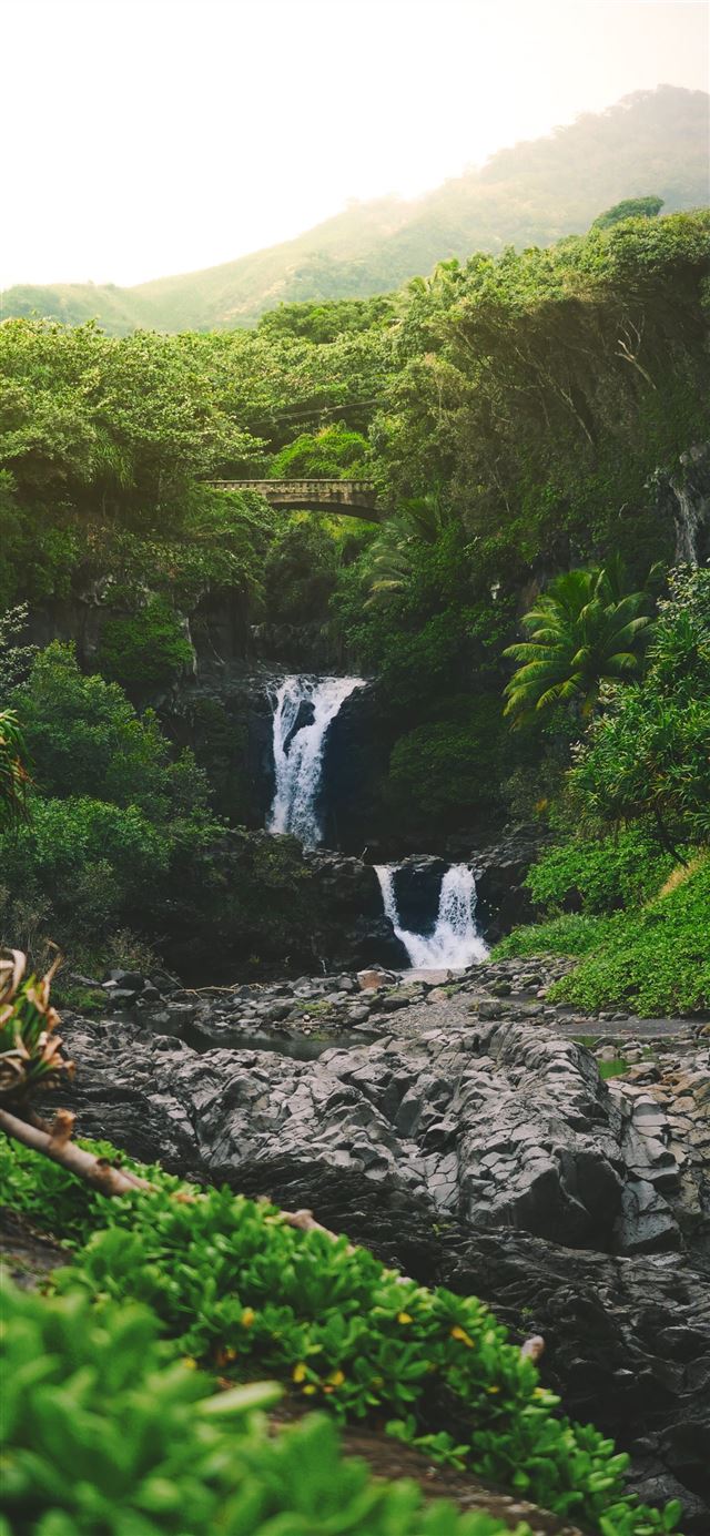 1284x2778 water falls on forest -  iPhone 11 Wallpaper