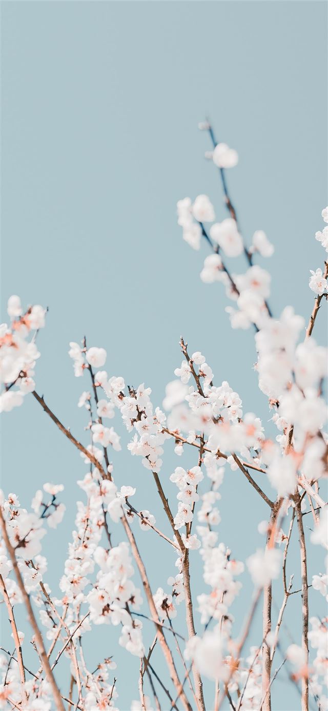 1284x2778 white cherry blossom in close up photography -  iPhone 11 Wallpaper