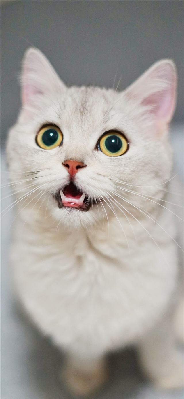 1284x2778 white kitten -  iPhone 11 Wallpaper