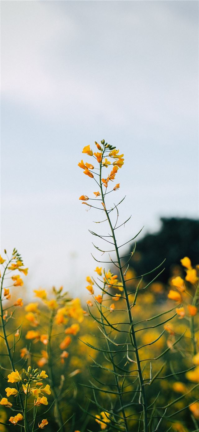 1125x2436 selective focus photography of yellow petaled flow... -  iPhone 11 Wallpaper