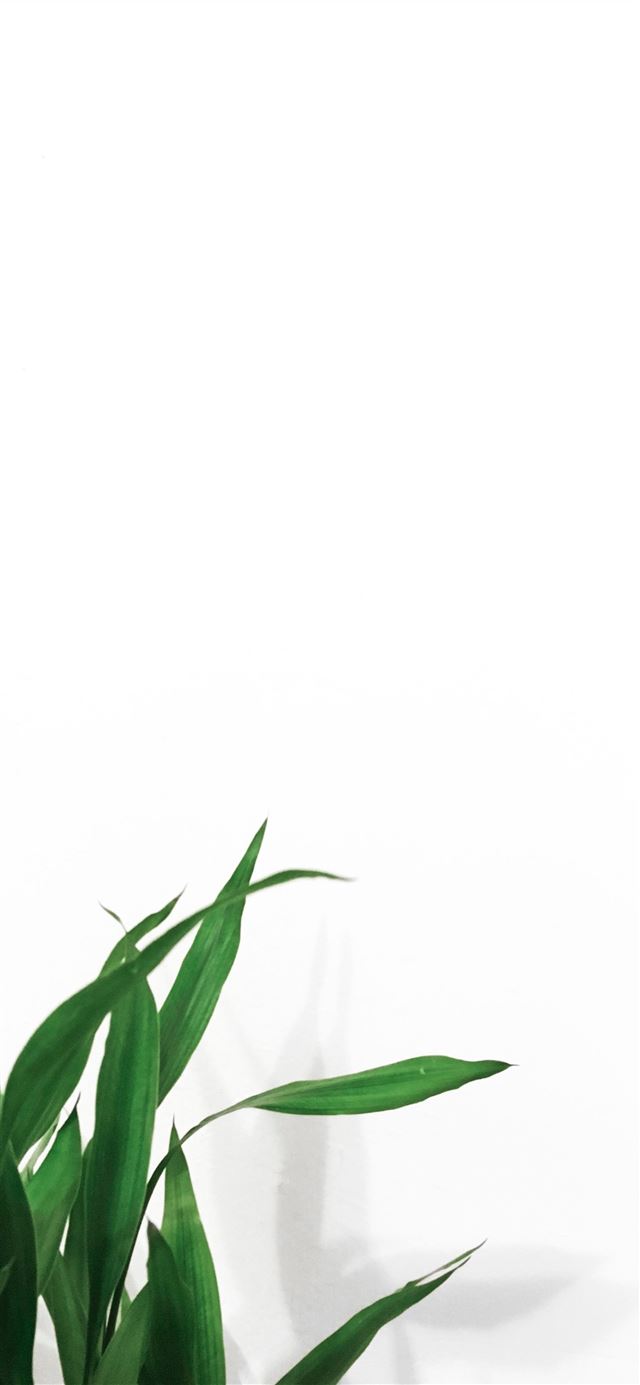 1125x2436 linear leaf plants near white wall -  iPhone 11 Wallpaper