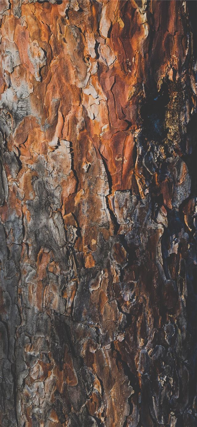 1284x2778 tree trunk -  iPhone 11 Wallpaper
