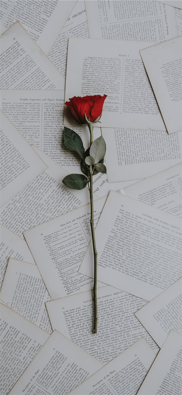 1284x2778 red rose on book sheets -  iPhone 11 Wallpaper