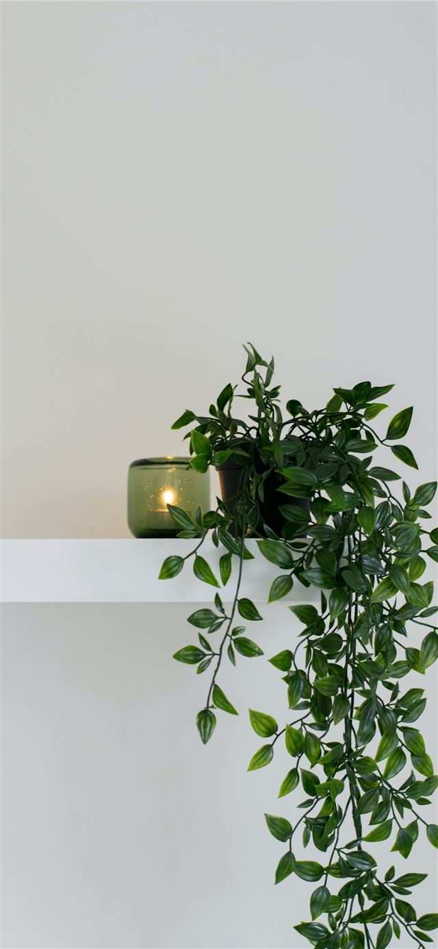 1125x2436 green leafed plant place on floating shelf -  iPhone 11 Wallpaper