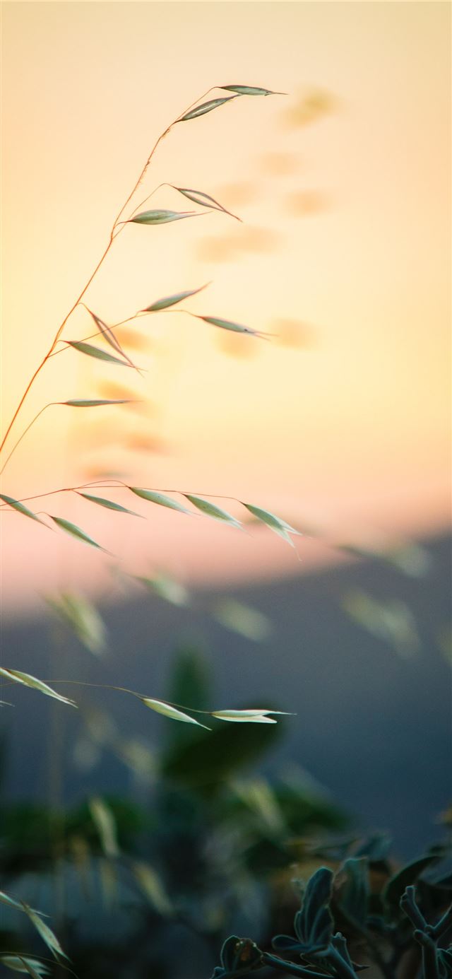 1284x2778 selective photography of green leafed plant -  iPhone 11 Wallpaper
