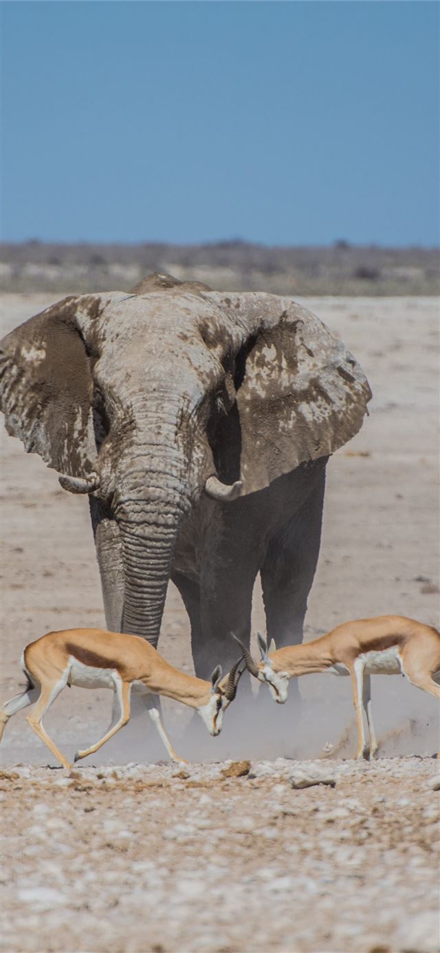 1284x2778 gray elephant near two deers -  iPhone 11 Wallpaper