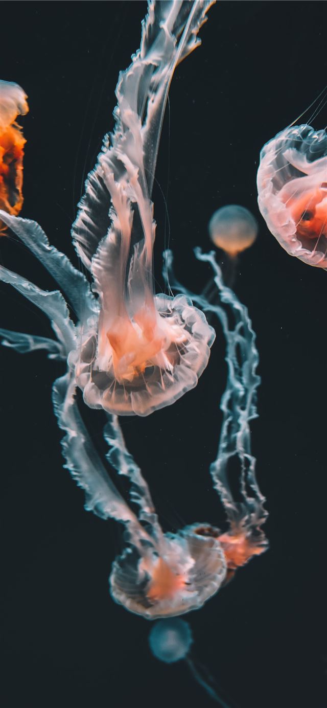 1125x2436 pink jellyfishes underwater -  iPhone 11 Wallpaper
