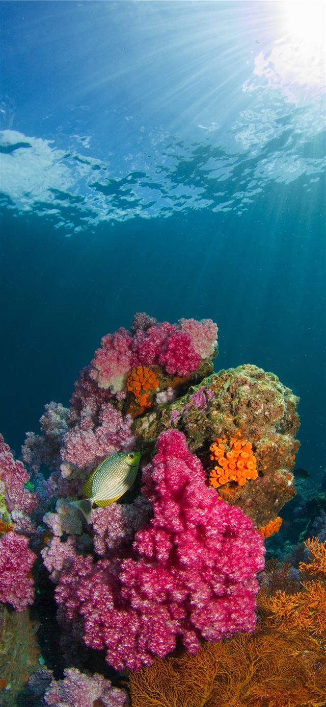 1125x2436 brown fish beside coral under body of water -  iPhone 11 Wallpaper