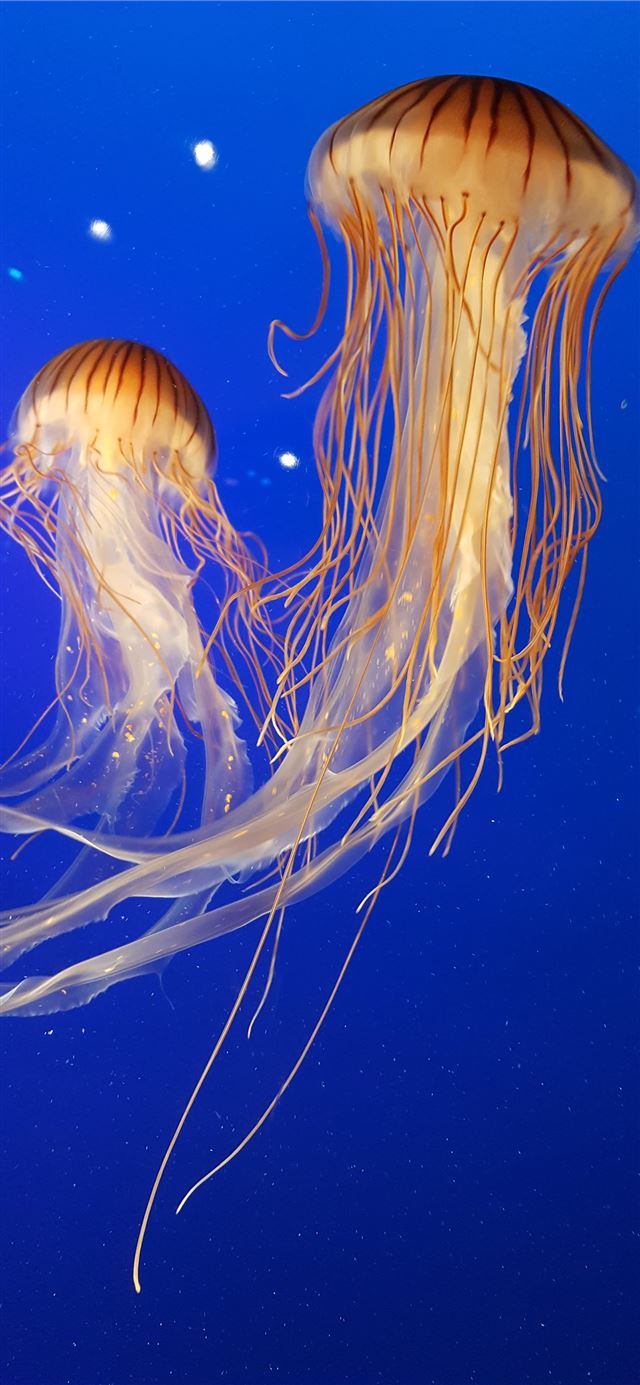 1125x2436 shallow focus photography of two brown jellyfish -  iPhone 11 Wallpaper