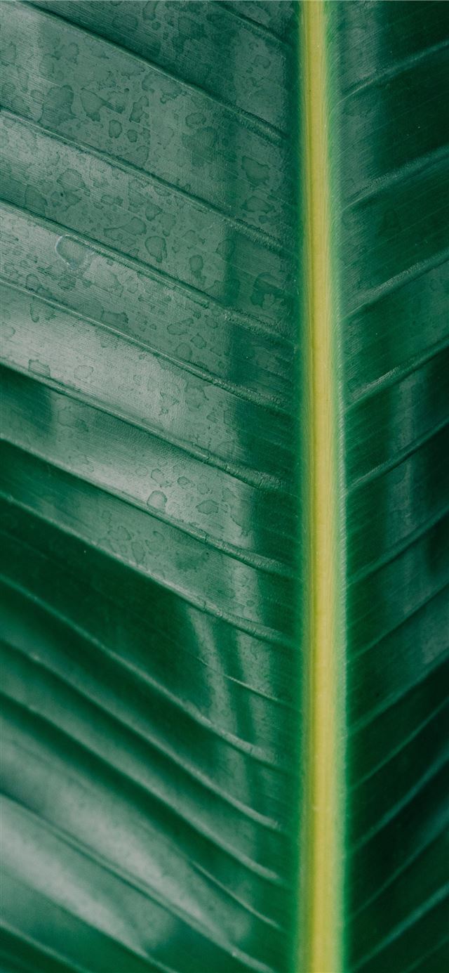 1125x2436 green leaf -  iPhone 11 Wallpaper